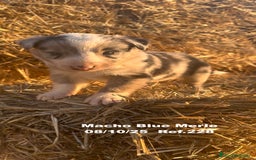 Border Collie perros en venta: Border Collie Blue Merle - Anuncio 11