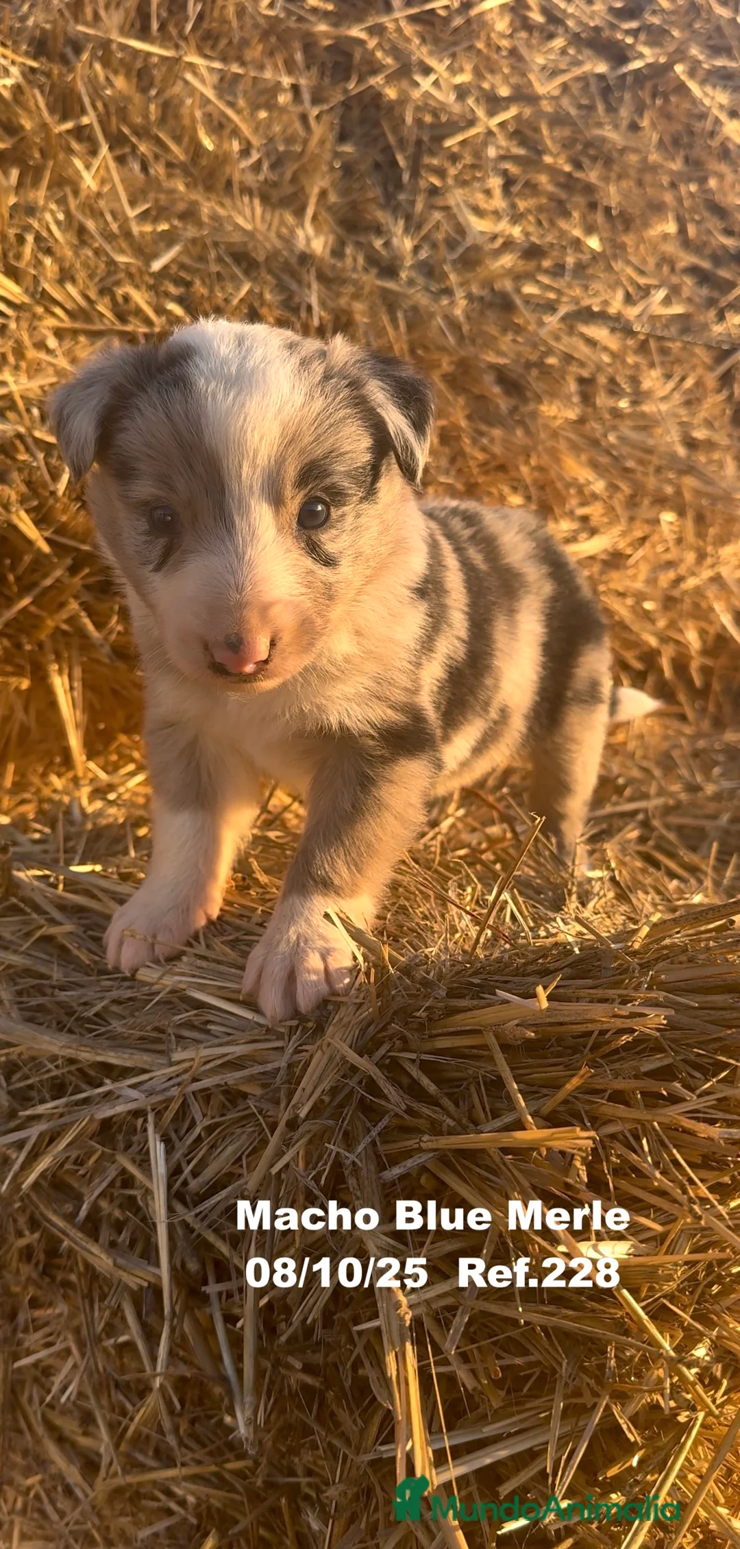 Border Collie perros en venta: Border Collie Blue Merle - Anuncio 11