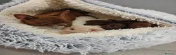 Chihuahua perros en venta: Chihuahua hembras Toy pelo largo y corto - Anuncio 2