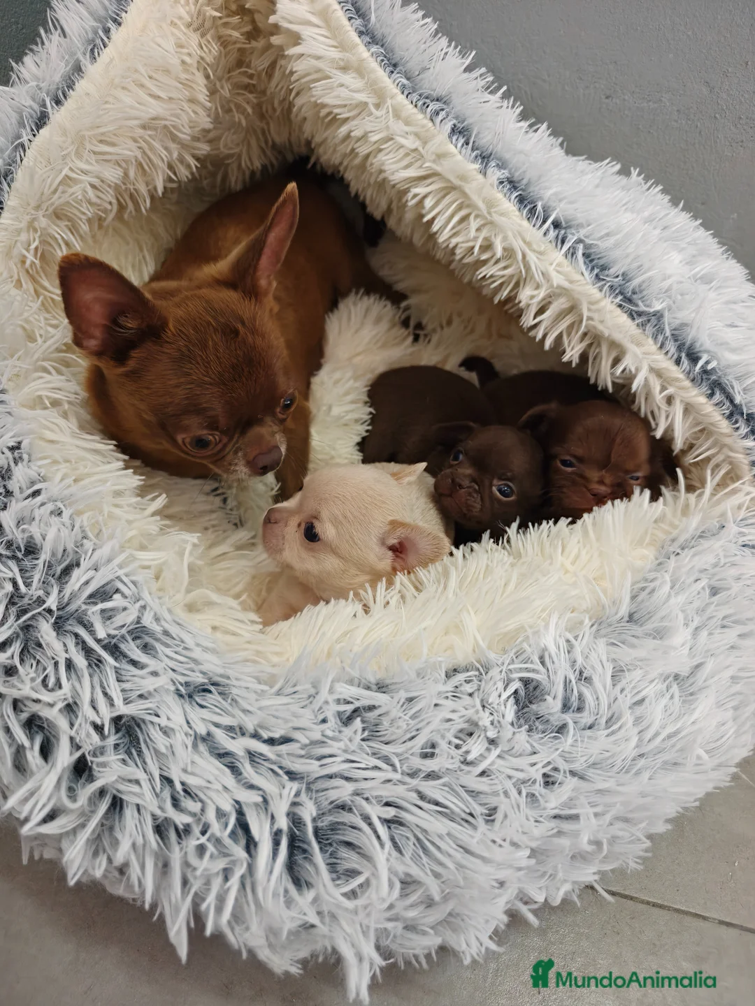 Chihuahua perros en venta: Chihuahua hembras Toy pelo largo y corto - Anuncio 2