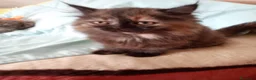Himalayo gatos en venta: Malayo disponible - Anuncio 2