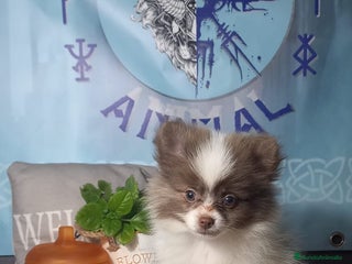 Pomerania perros - Anuncio 4