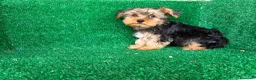 Yorkshire Terrier perros en venta: yorkshire terrier - Anuncio 13