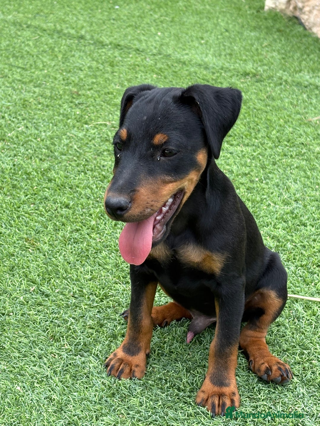 Terrier Alemán de Caza perros en venta: Cachorro macho Jagd terrier  - Imagen 2