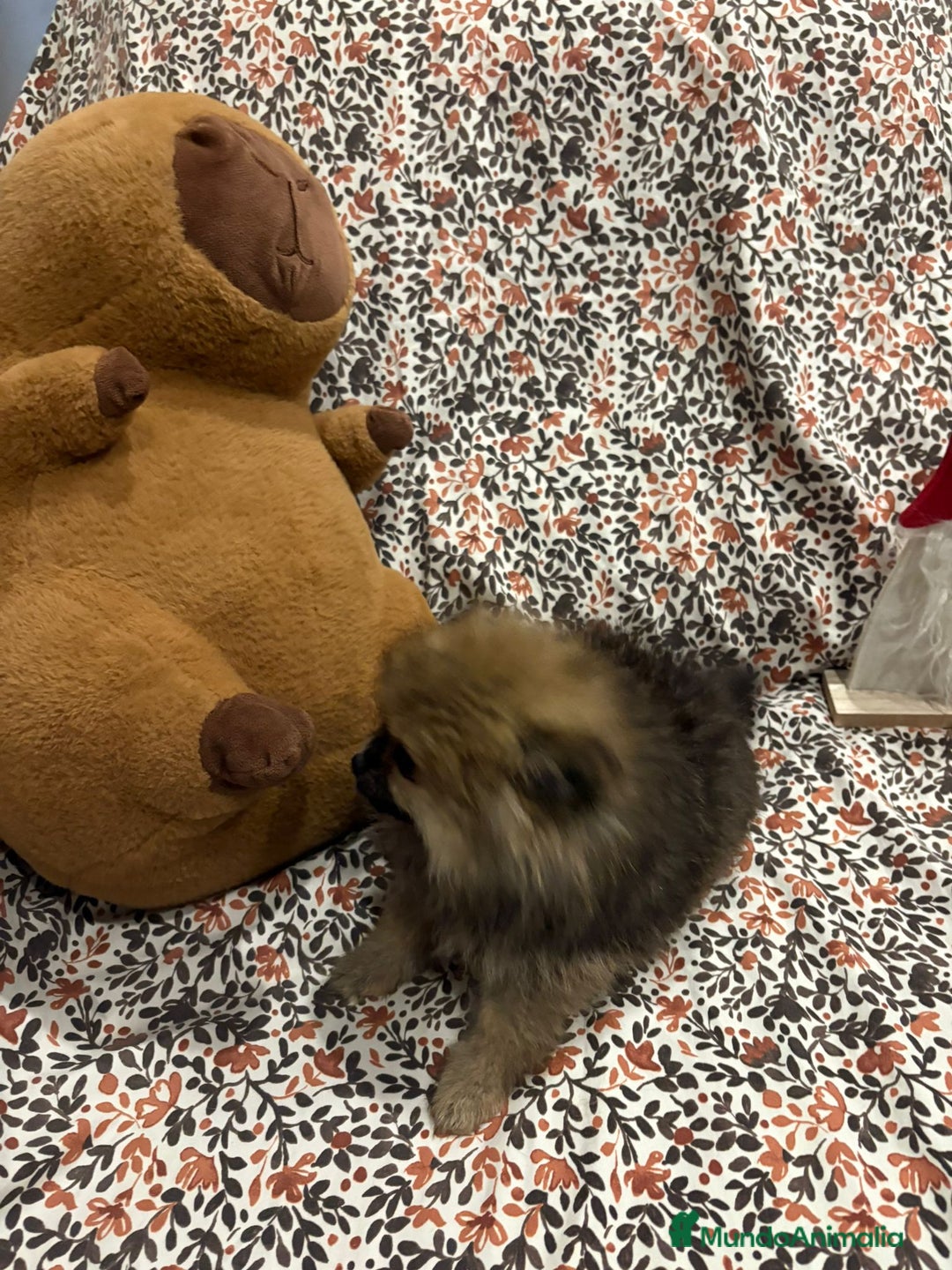 Pomerania perros en venta: Lulu pomerania mini toy - Imagen 11