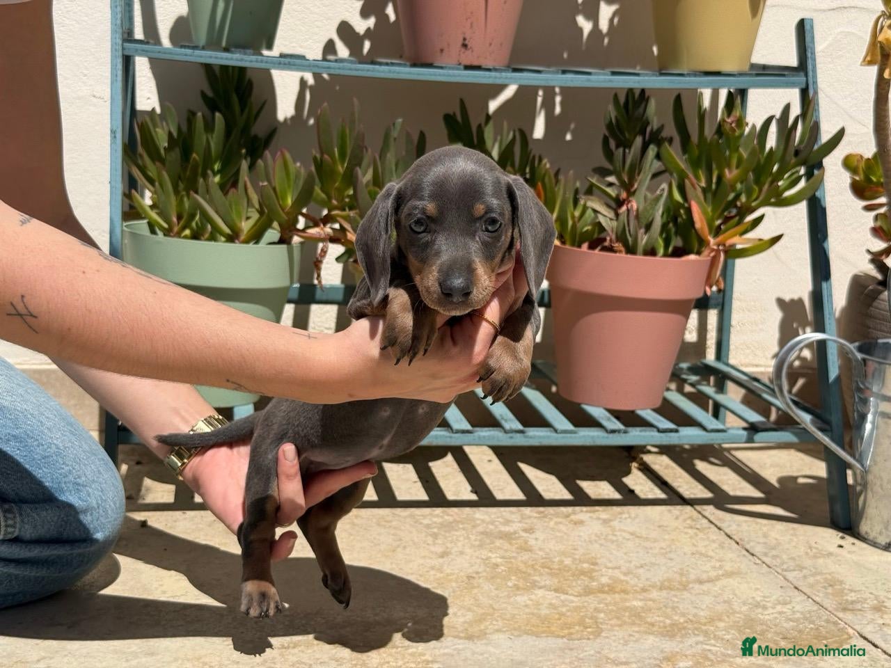 Teckel Miniatura perros TECKEL - Anuncio 2