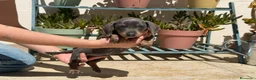 Teckel Miniatura perros en venta: TECKEL - Anuncio 2