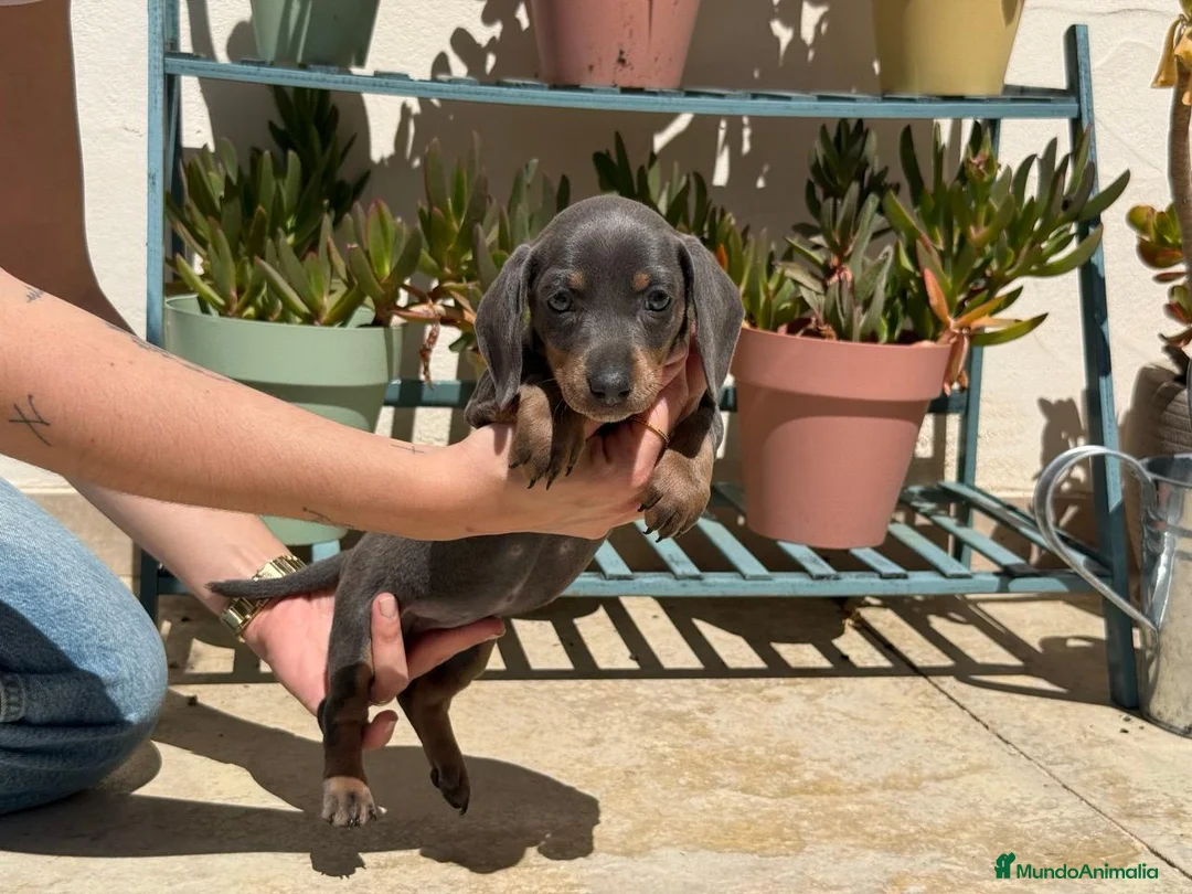 Teckel Miniatura perros en venta: TECKEL - Anuncio 2