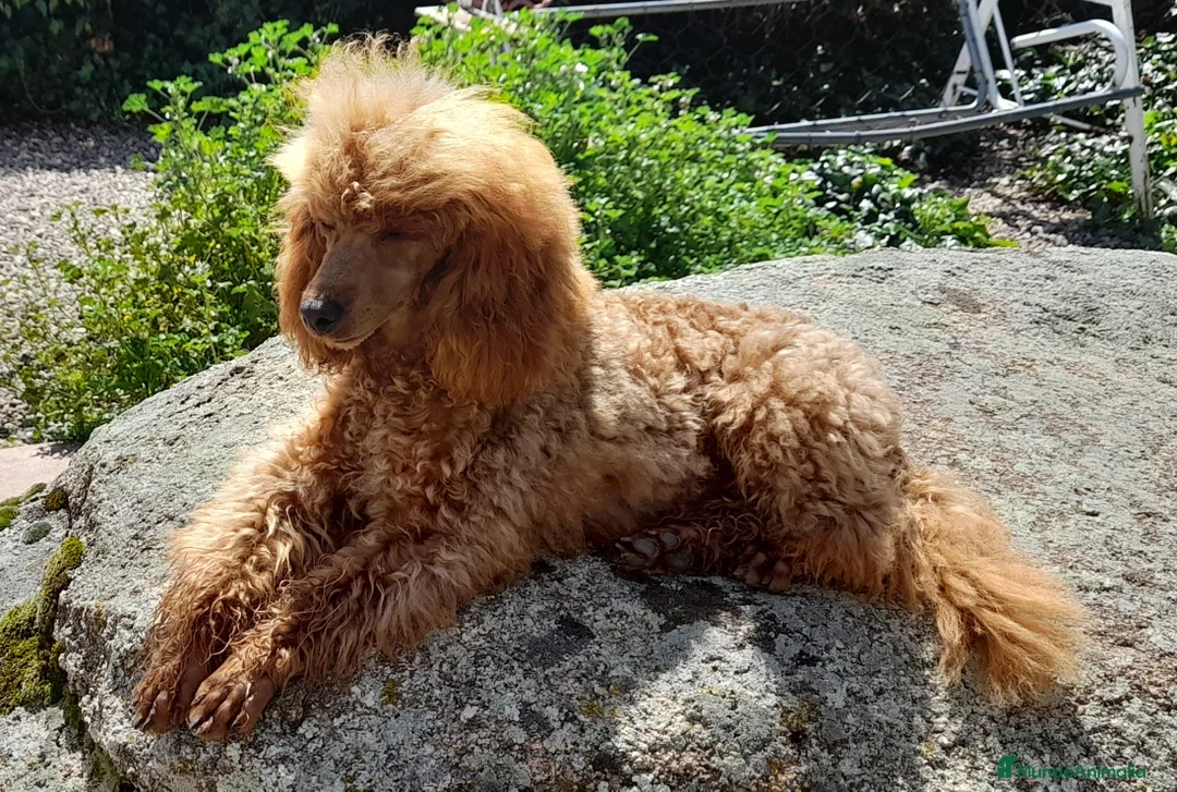 Imagen de galería {{count}}