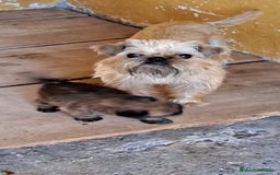 Grifón de Bruselas perros en venta: Griffon de bruselas - Imagen 6