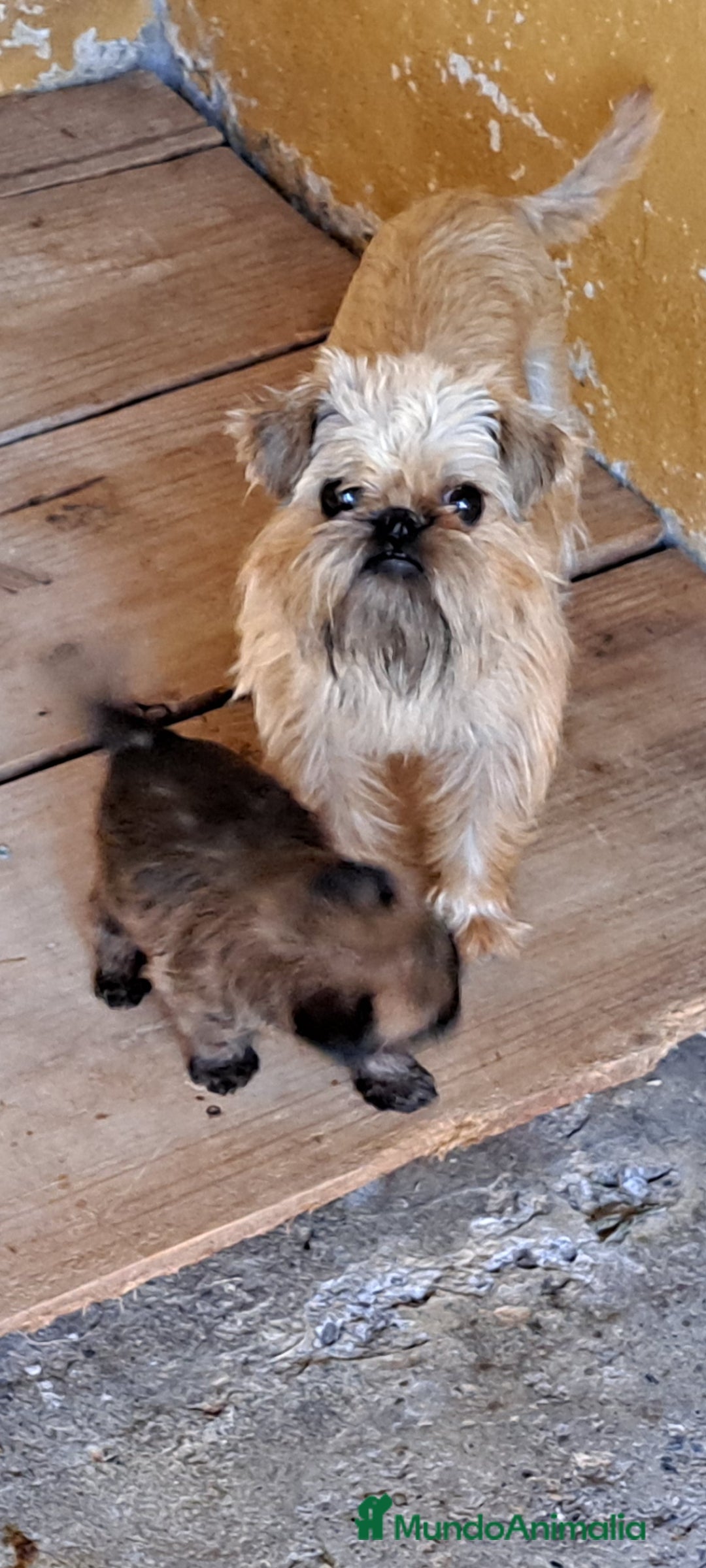 Grifón de Bruselas perros en venta: Griffon de bruselas - Imagen 6