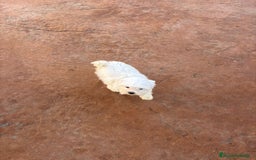 Bichón Maltés perros en venta: Bichon maltés toy  - Anuncio 9