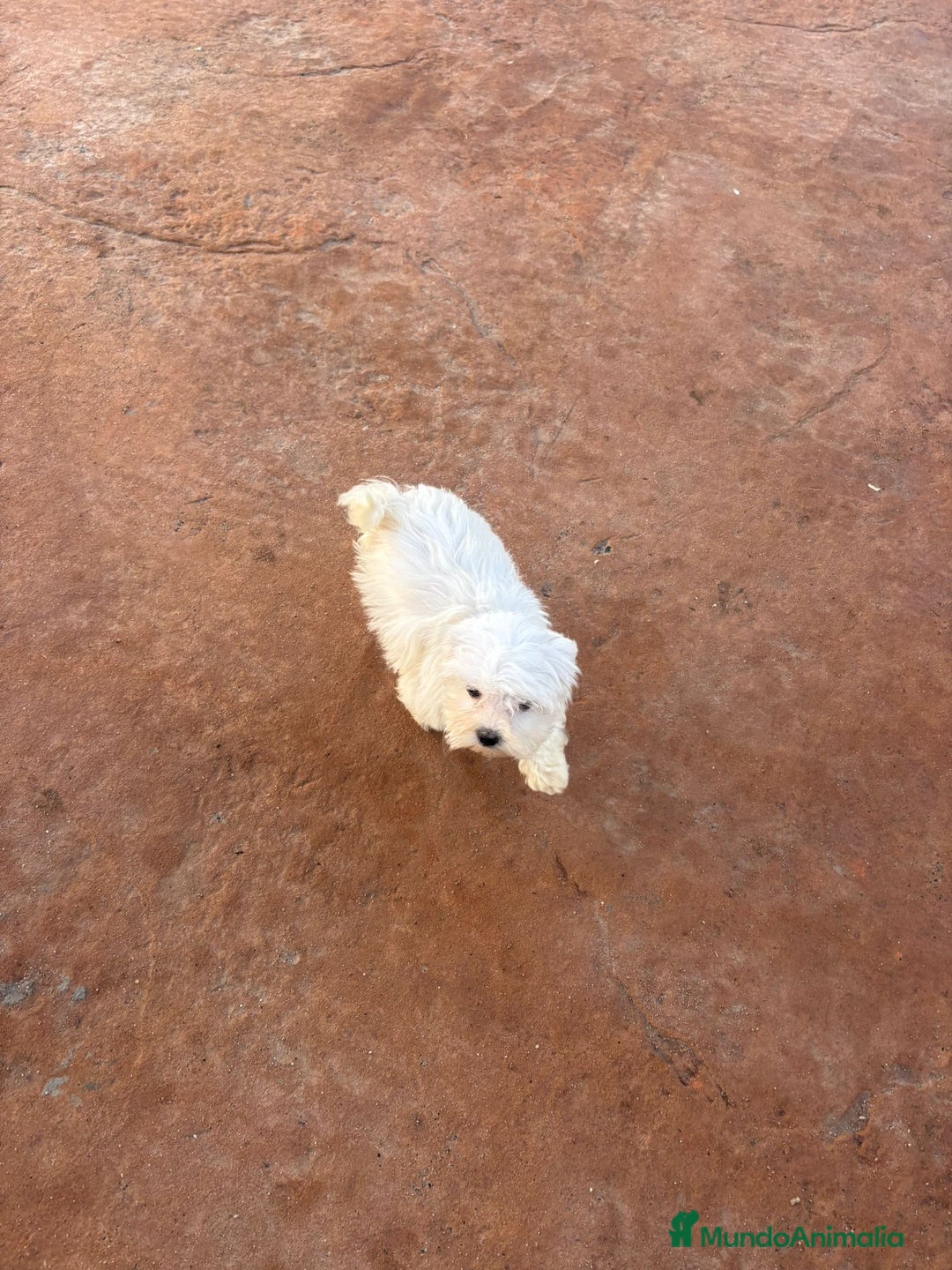 Bichón Maltés perros en venta: Bichon maltés toy  - Anuncio 9