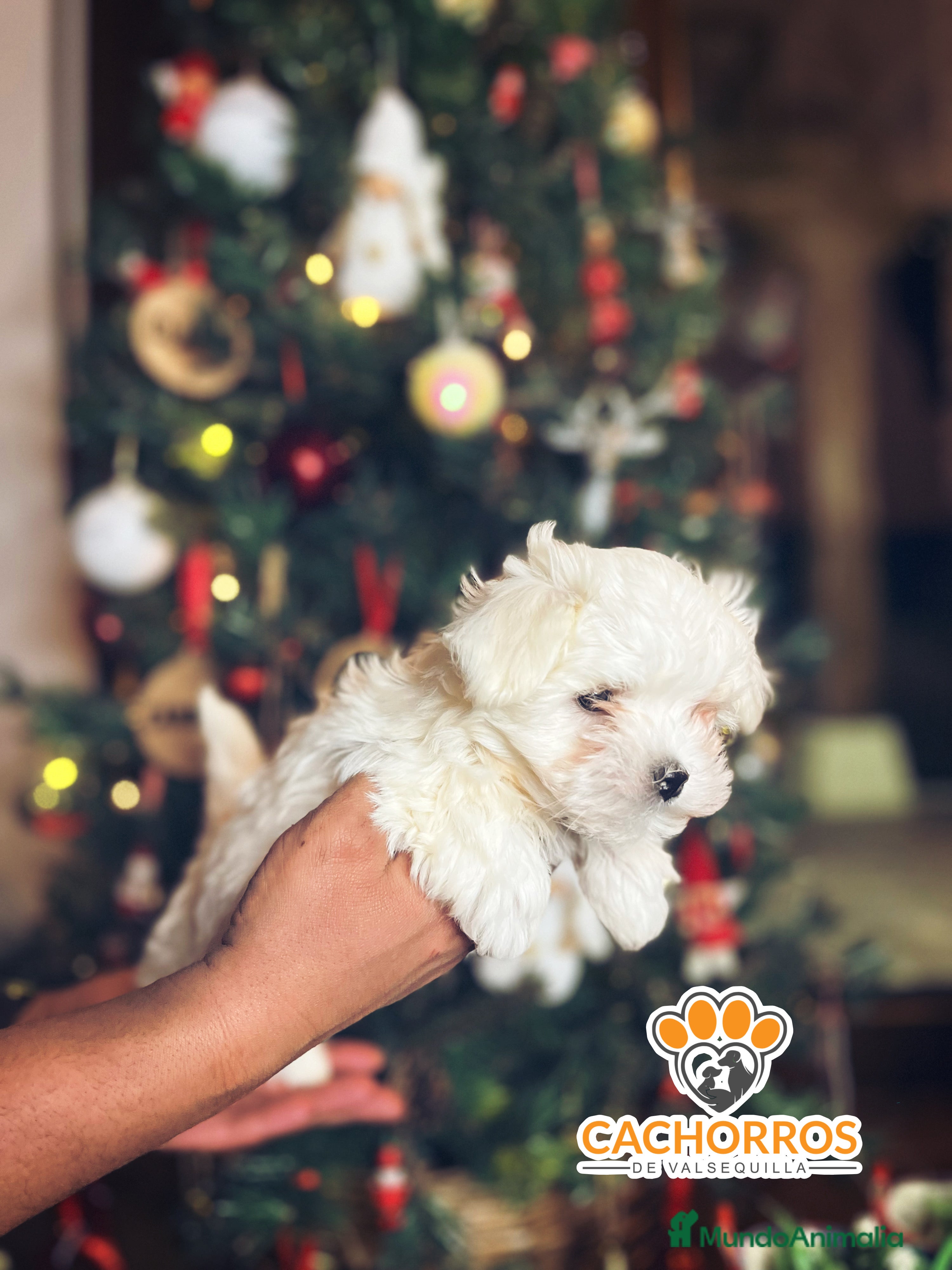 Bichón Maltés perros Bichón maltés  - Anuncio 1