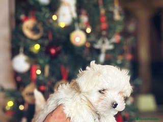 Bichón Maltés perros Bichón maltés - Anuncio 17
