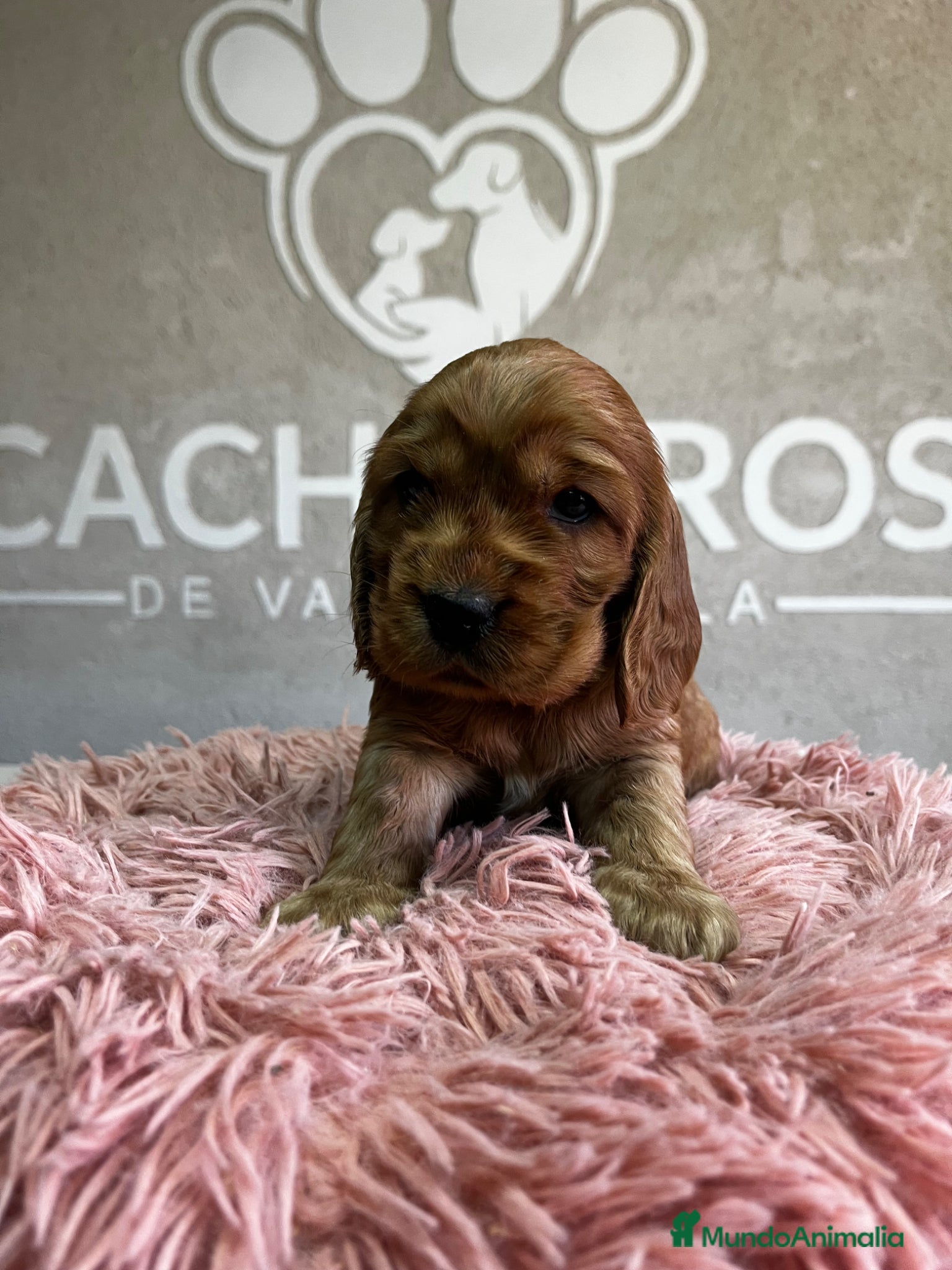 Cocker Spaniel Inglés perros Cocker dorado  - Anuncio 5