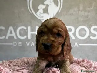 Cocker Spaniel Inglés perros Cocker dorado - Anuncio 10