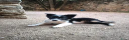Border Collie perros en venta: Último cachorro border collie puro - Anuncio 2