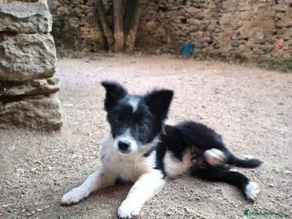 Border Collie perros Último cachorro border collie puro - Anuncio 25