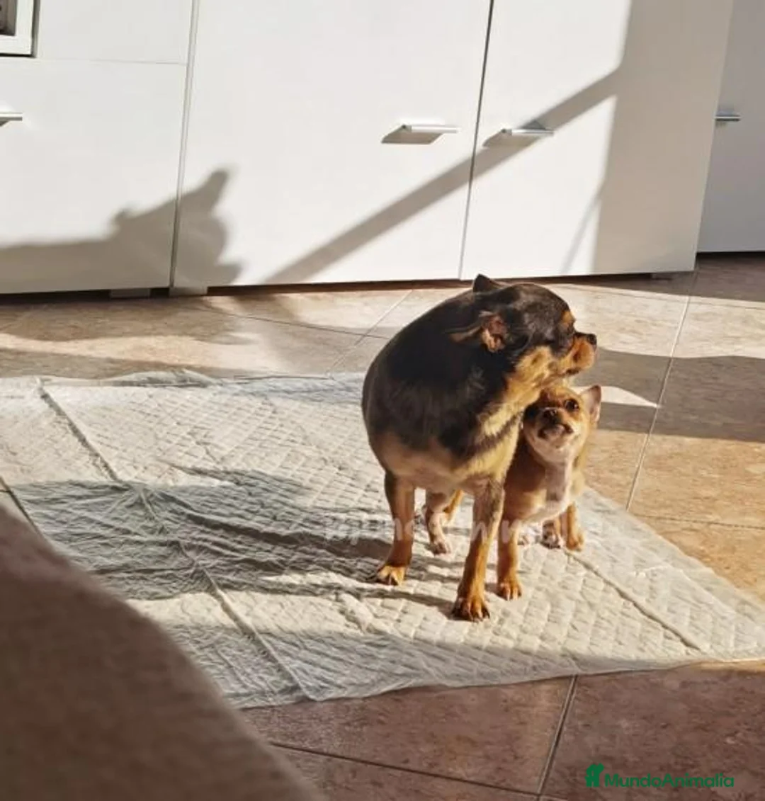 Imagen de galería {{count}}