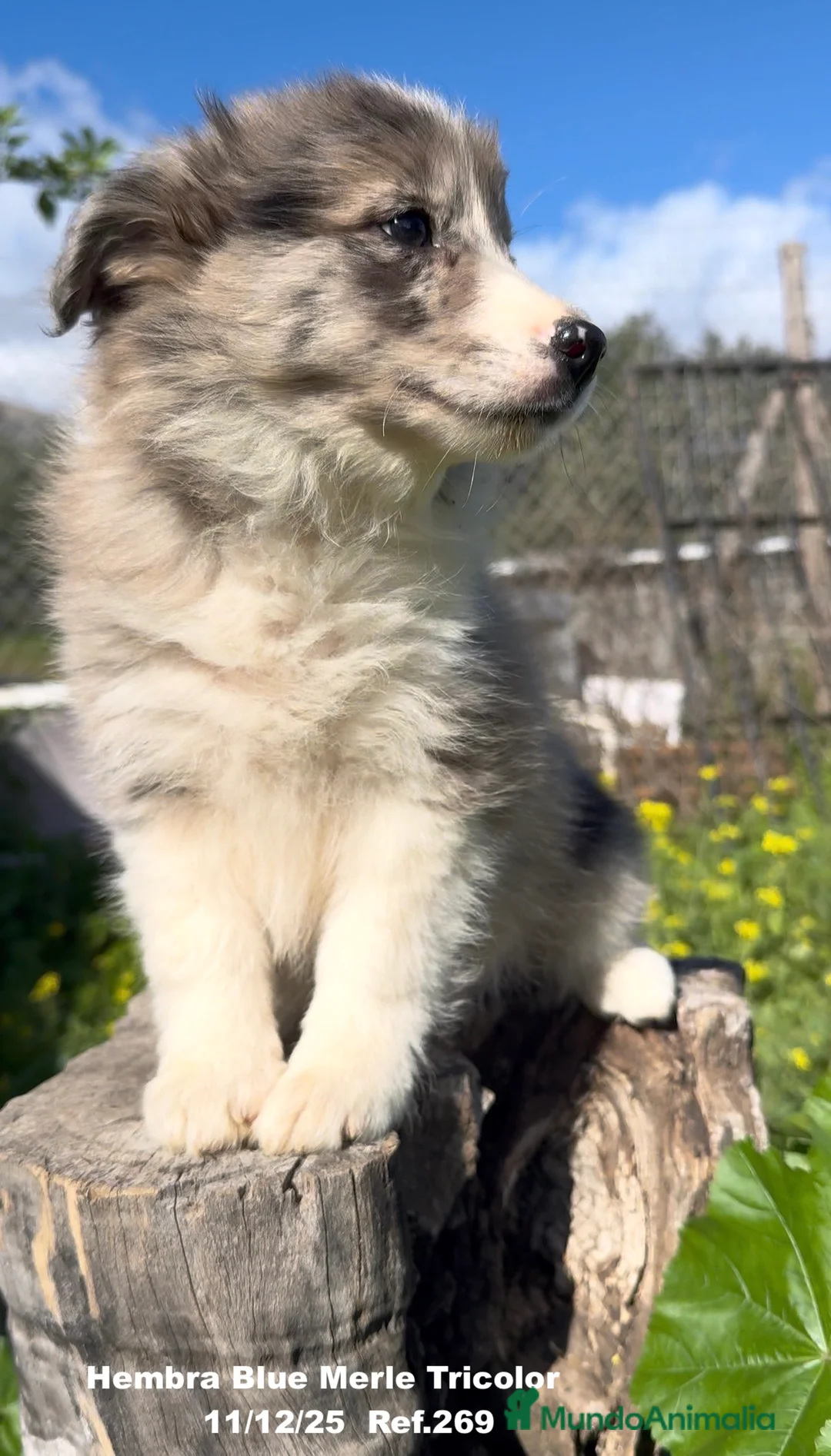 Border Collie perros en venta: BORDER COLLIE - Anuncio 20