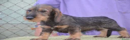 Teckel perros en venta: teckel de pelo duro - Anuncio 3