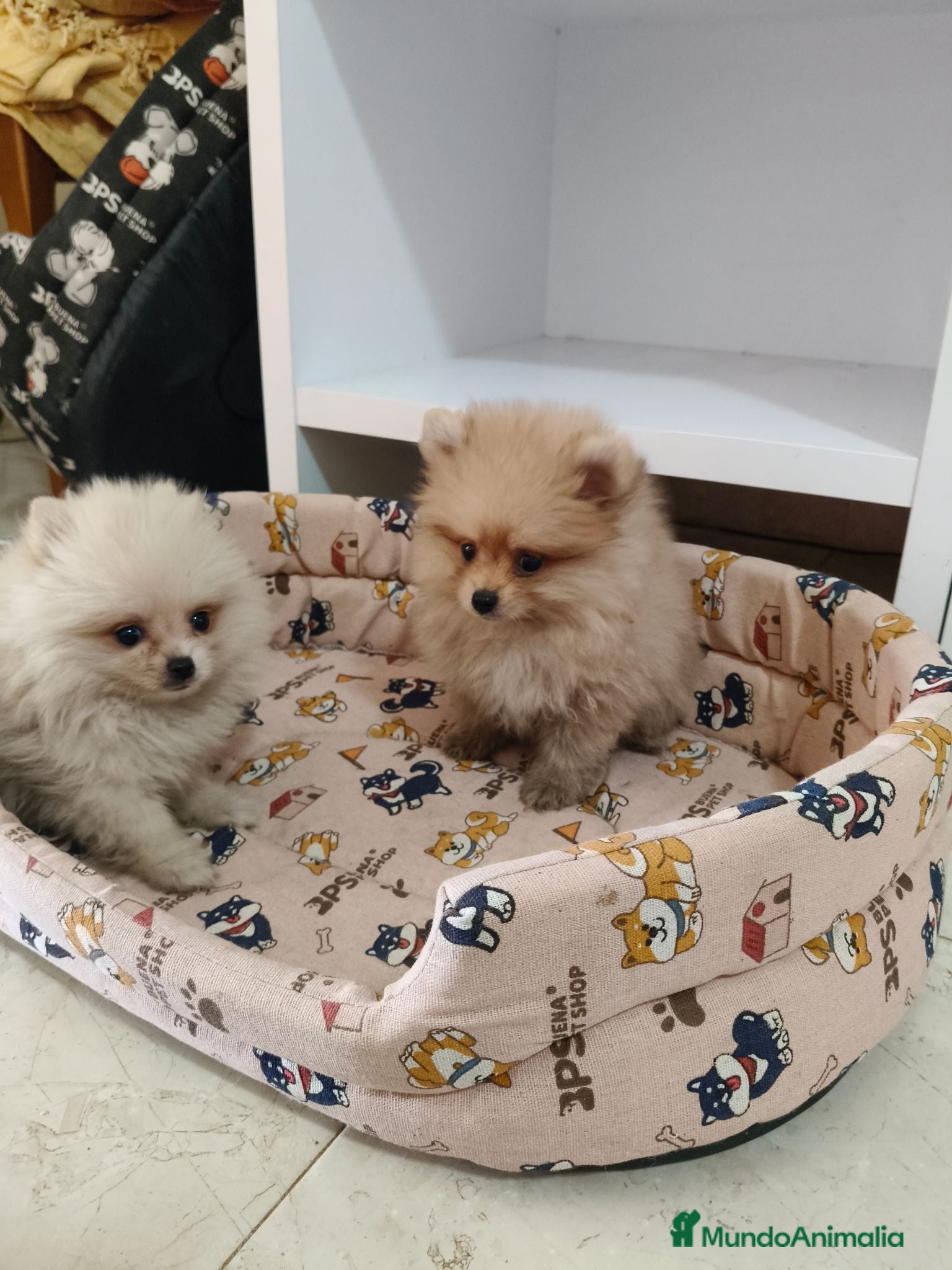 Pomerania perros Pomerania toy - Anuncio 1