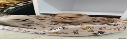 Pomerania perros en venta: Pomerania toy - Anuncio 1