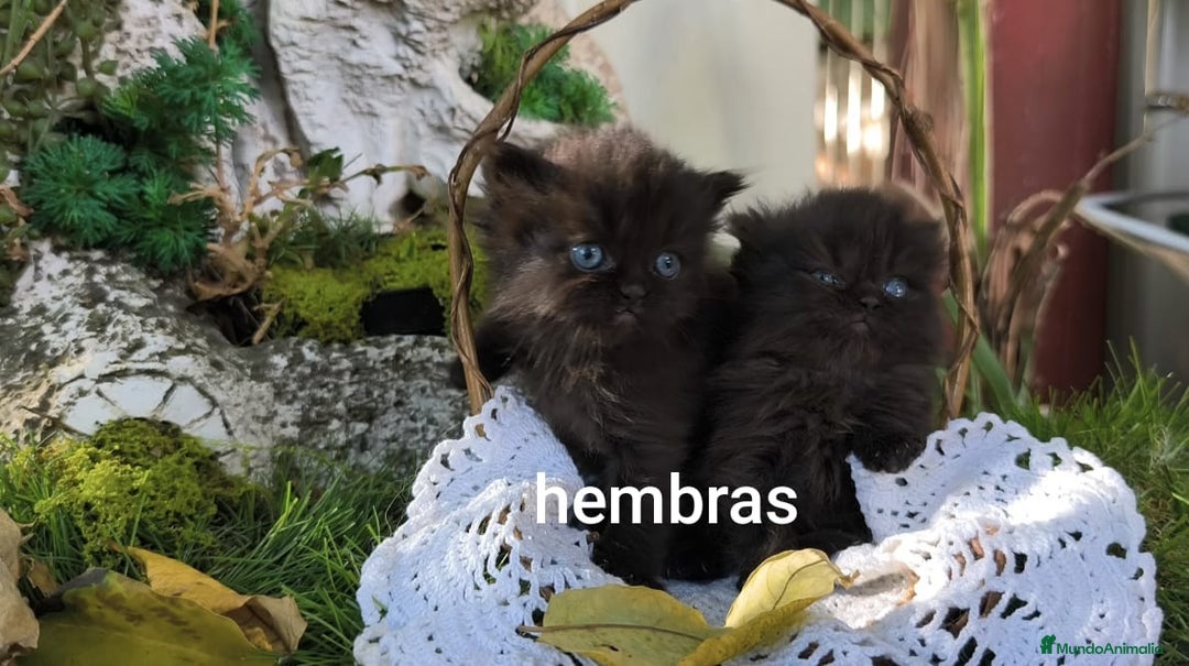 Persa gatos en venta: Gatitos persas  - Imagen 8