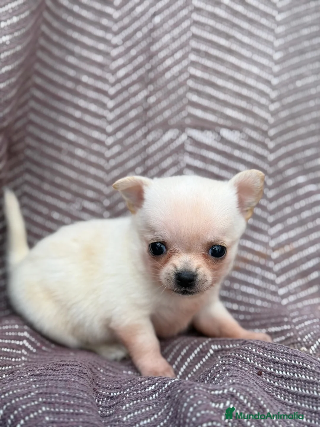 Chihuahua perros en venta: Chihuahuas hembras toy  - Anuncio 1