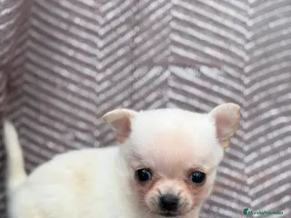 Chihuahua perros Chihuahuas hembras toy - Anuncio 1