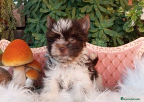 Yorkshire Terrier perros Cachorros Yorkshire chocolate Micro/Toy - Anuncio 3