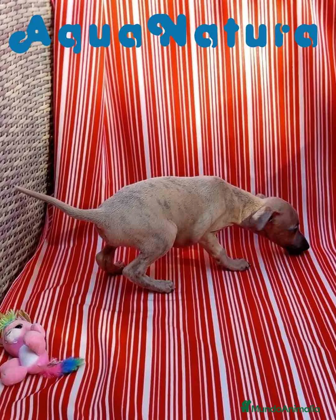 Pequeño Lebrel Italiano perros en venta: Lebrel Italiano Hembra 6 de AB y Omega AQUANATURA - Anuncio 2