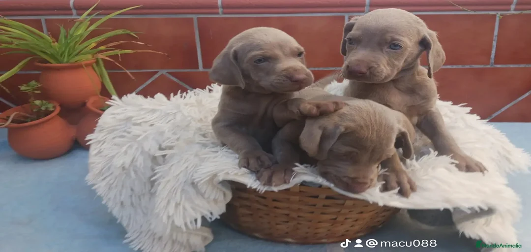 Imagen de galería {{count}}