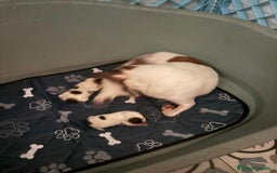 Chihuahua perros en venta: Chihuahua linea rusa - Imagen 5