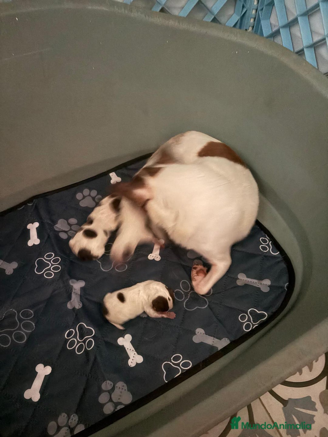 Chihuahua perros en venta: Chihuahua linea rusa - Imagen 5