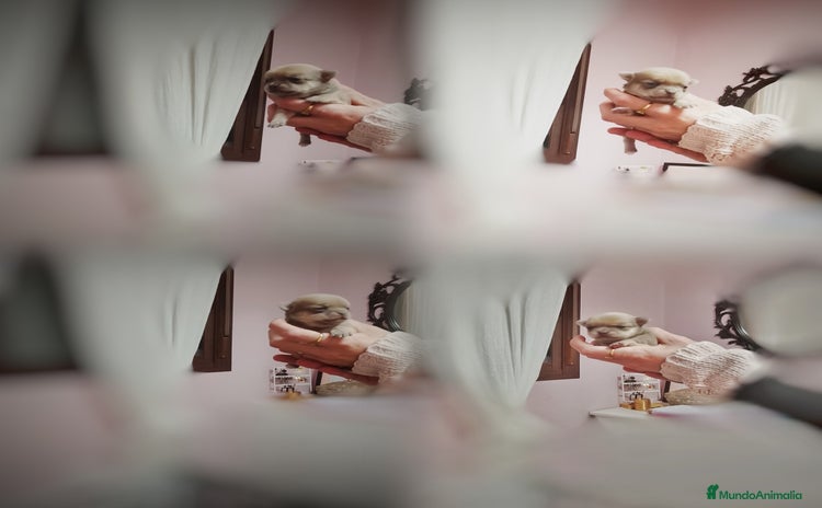 Chihuahua perros Chihuahuas toy - Anuncio 1