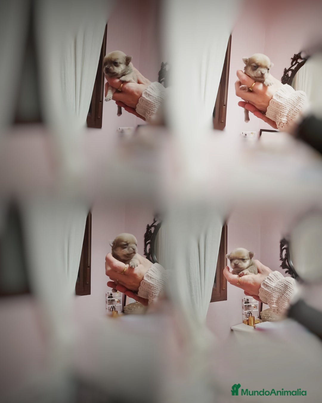 Chihuahua perros en venta: Chihuahuas toy - Anuncio 1