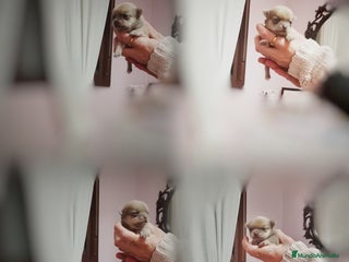 Chihuahua perros Chihuahuas toy - Anuncio 1