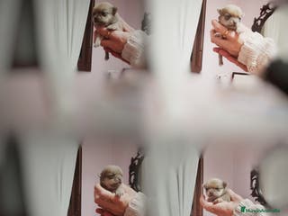 Chihuahua perros Chihuahuas toy - Anuncio 15