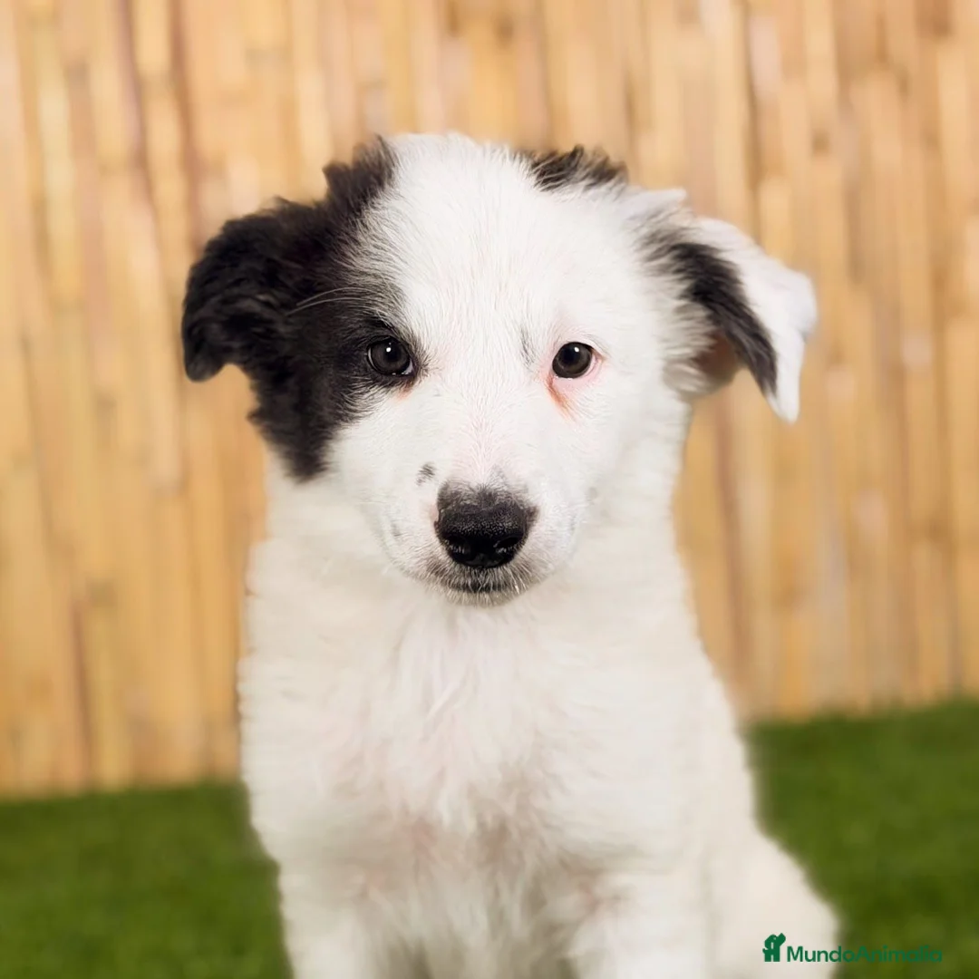 Border Collie perros en venta: BORDER COLLIE en Valencia - Anuncio 1