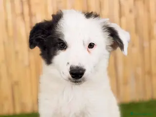Border Collie perros BORDER COLLIE - Anuncio 4