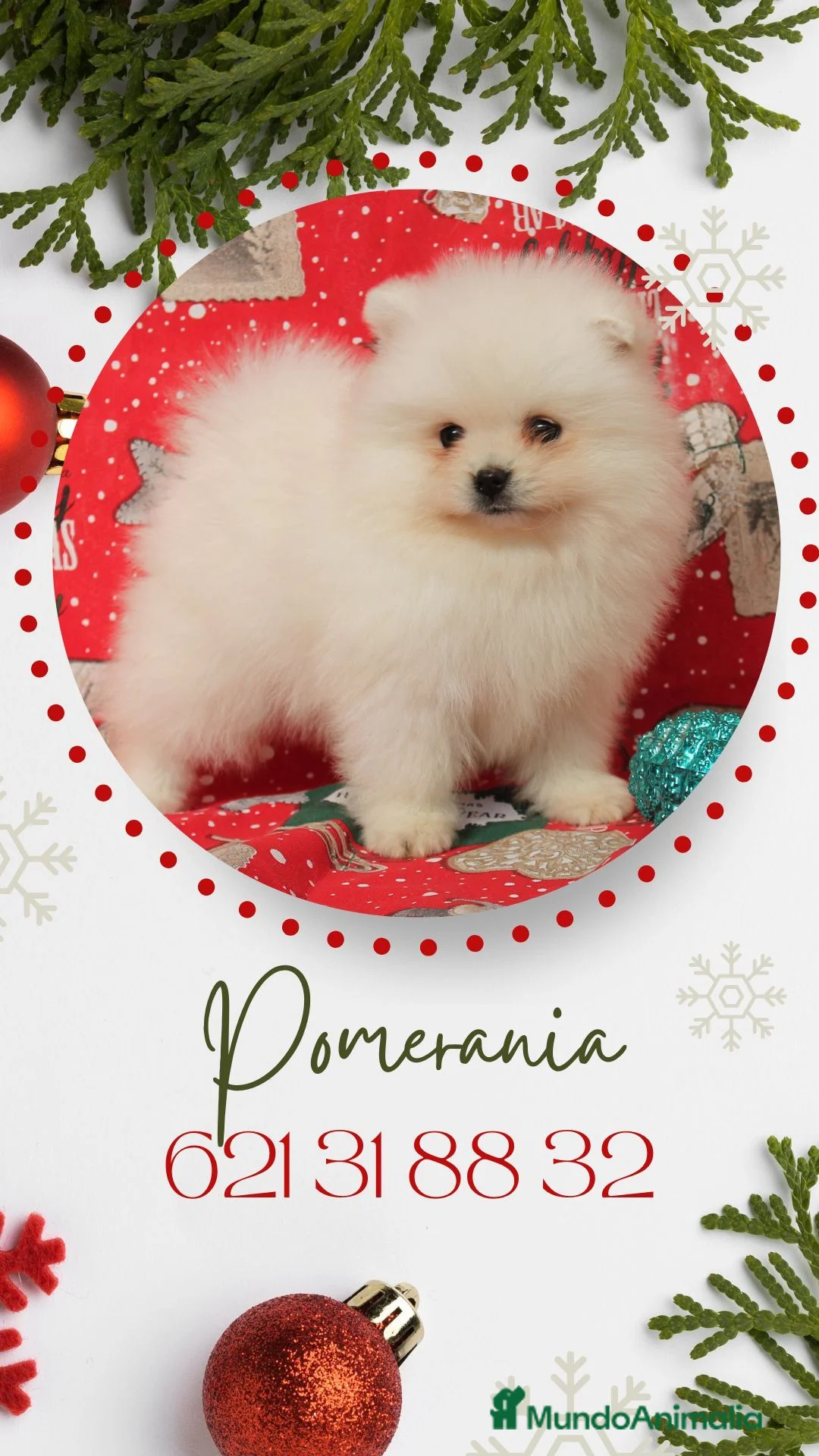 Pomerania perros en venta: IMPRECIOSNANTES CACHORRITOS DE POMERANIAS   - Anuncio 1