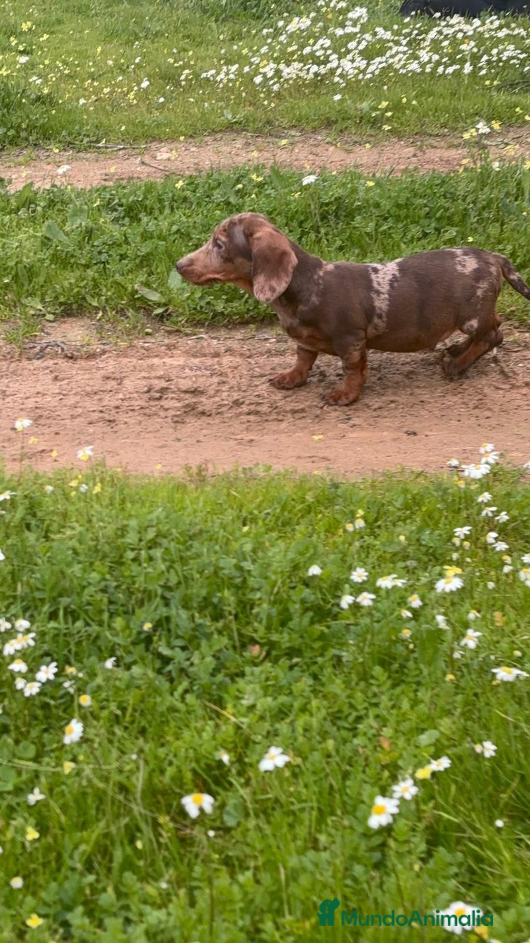 Teckel Miniatura perros en venta: TECKEL MINIATURA ARLEQUIN - Anuncio 6