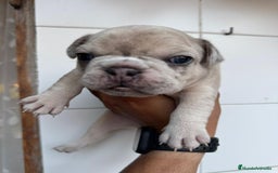 Bulldog Francés perros en venta: Bulldog francés  - Imagen 4