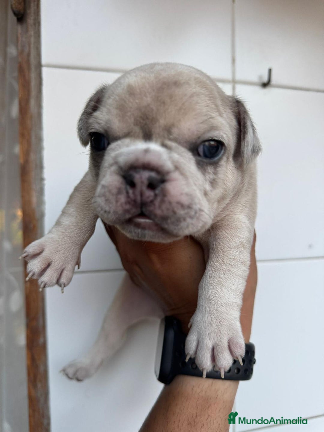 Bulldog Francés perros en venta: Bulldog francés  - Imagen 4
