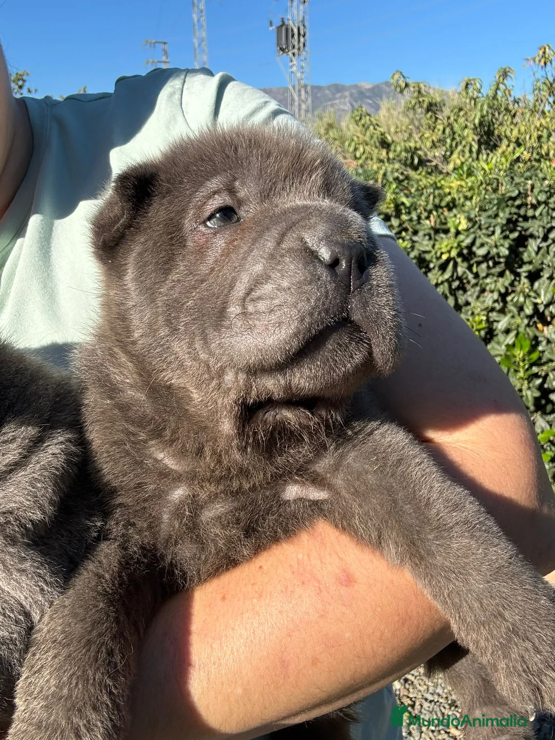 Shar Pei perros en venta: LOS SBEBES SHAR PEI DE MAS CALIDAD! en Málaga - Anuncio 6
