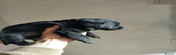 Labrador Retriever perros en venta: Labrador Retriever Negros - Anuncio 3