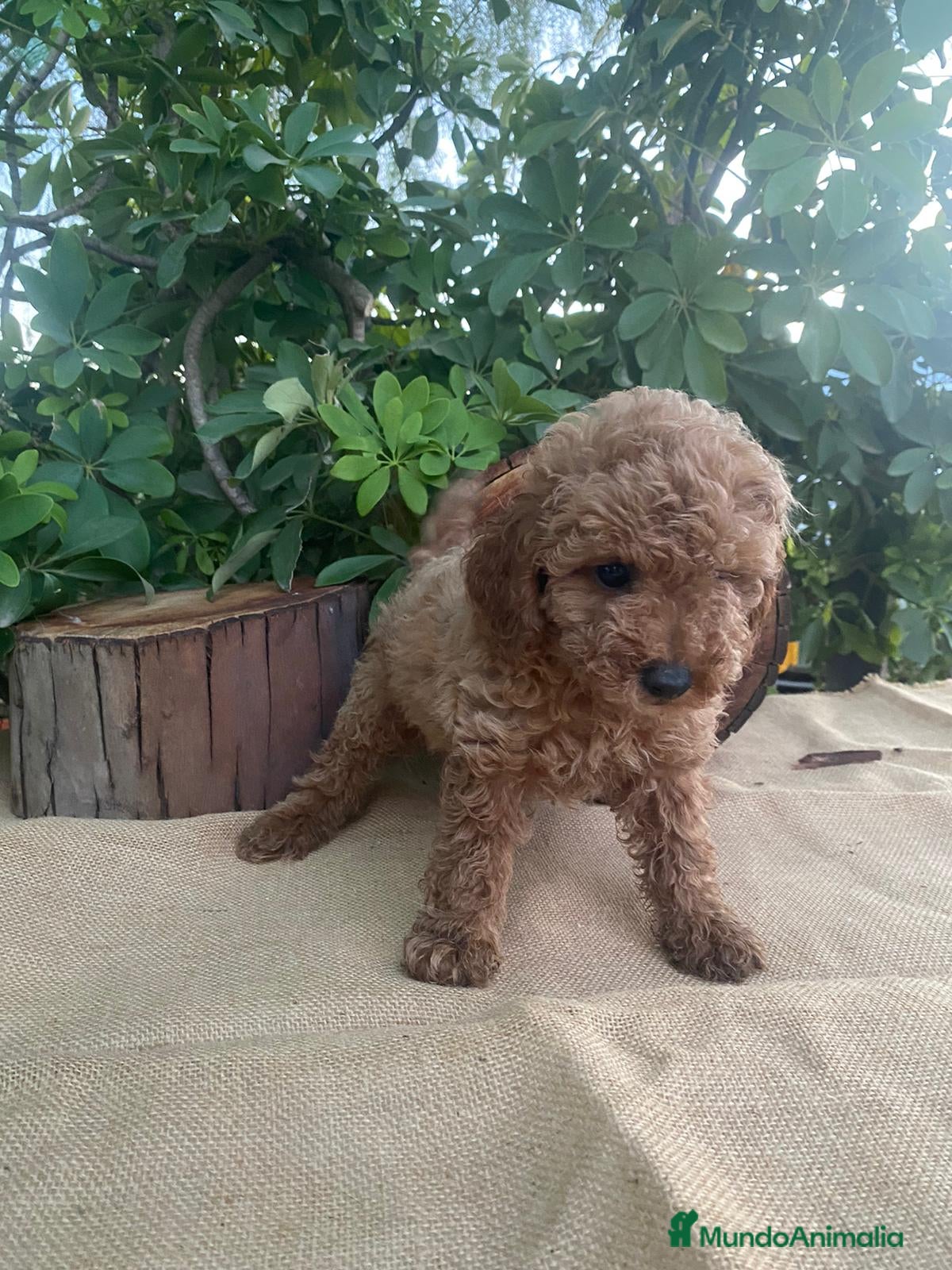 Caniche Toy perros en venta: PRECIOSOS CANICHE  ROJO LINEA ASIÁTICO  - Anuncio 8