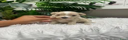 Maltipoo perros en venta: MALTIPOO - Anuncio 35